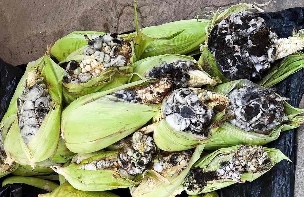 How Has Huitlacoche Gained Global Awareness and Popularity? 
