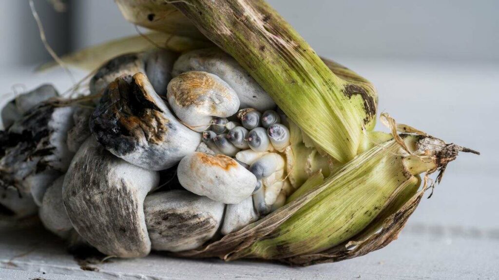 What Are The Health Benefits Of Huitlacoche Animal